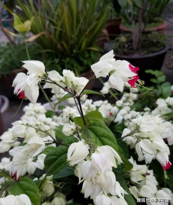 这花,夏秋一来就开满,花朵美丽又逗人_龙吐珠_开花_养护
