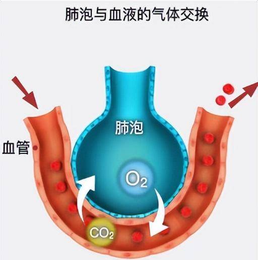 肺部变硬