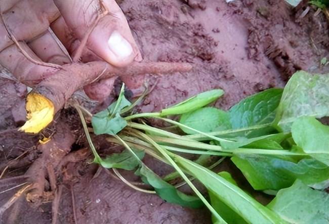 农村这植物,俗称金不换,过去被当猪食菜,殊不知根部作用大