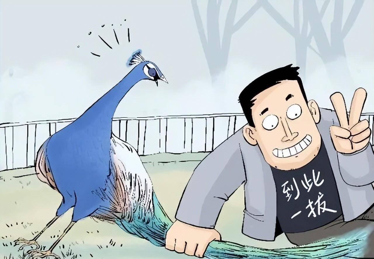 孔雀为躲游客拔毛被滑车碾死,景区真的管不了?_动物园_行为_伤害