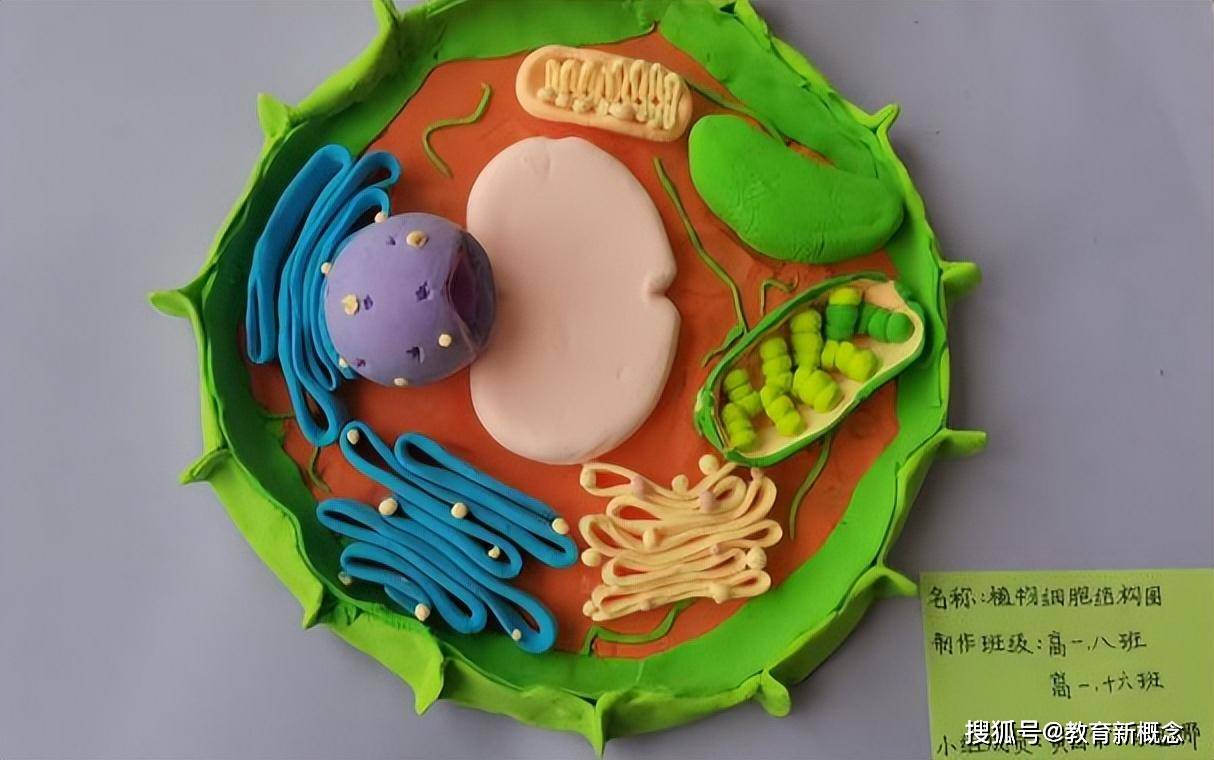 生物细胞器橡皮泥模型图片