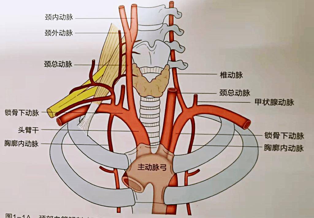 脖子大动脉图片