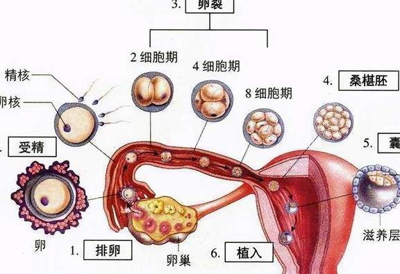 排卵过程示意图图片