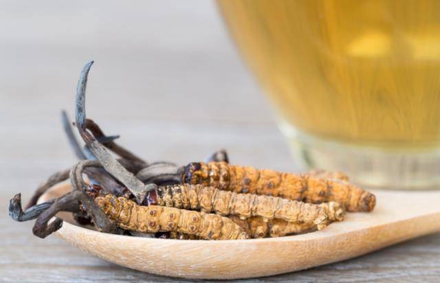 3,细胞的能量提高,抗疲劳冬虫夏草提取物在体外有