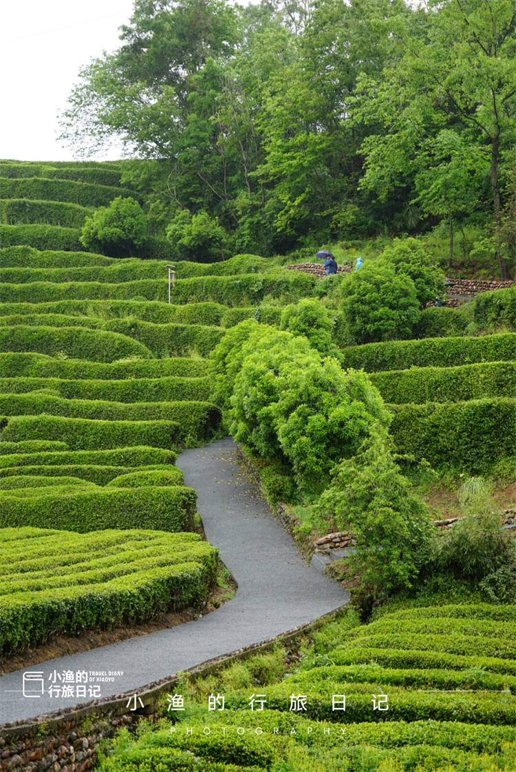 塝茗园位于西乡县峡口镇的江榜村,个人觉得,这里真的可以堪称西乡茶园