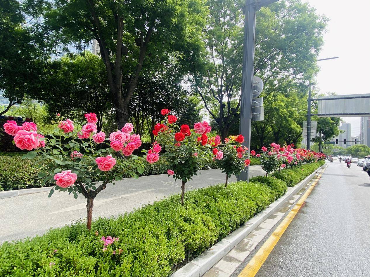 公路绿化花卉品种图片