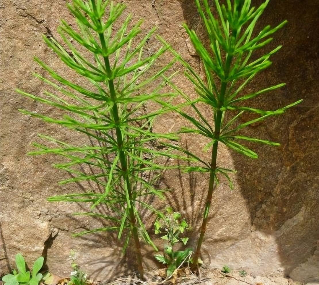 这种野草的名字很好听,叫做问荆草,不得不感慨中国的文化还是博大精深
