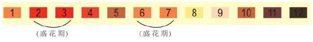 观叶类花卉盆栽文竹详解（观叶类花卉盆栽文竹详解图）