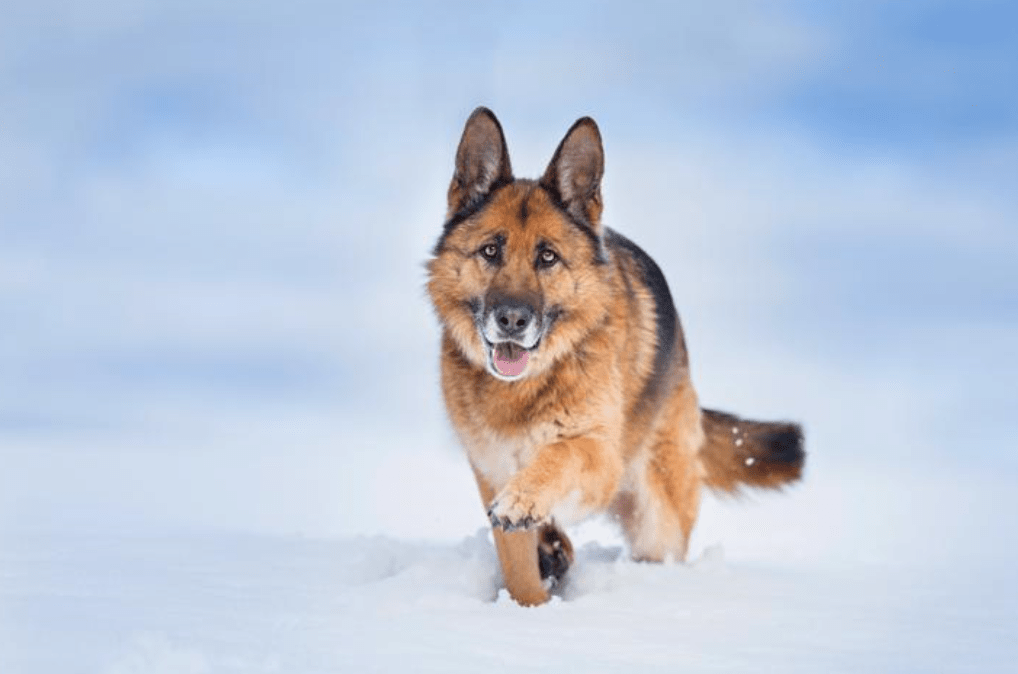 电视2大"慕洋犬",公然诋毁祖国,直言:"当国外狗也不回来"_曹晴_生活