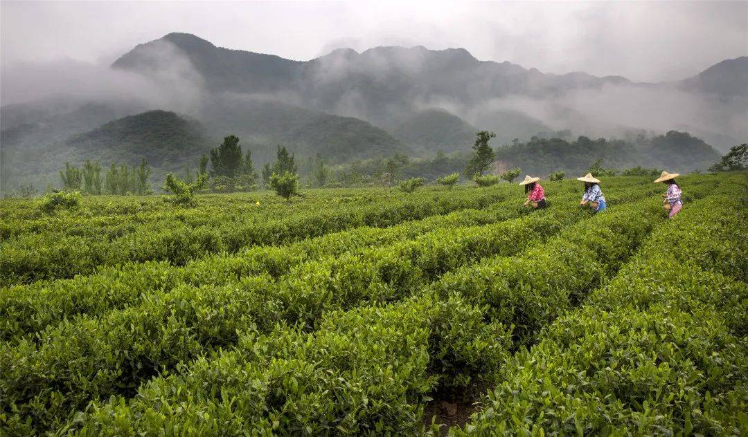 卢仝茶园图片