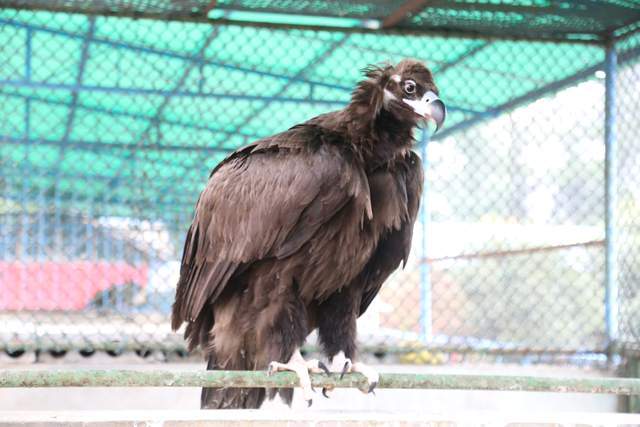 野豬步菜園,豬獾進雞圈,麂子叫聲遠,城郊一地