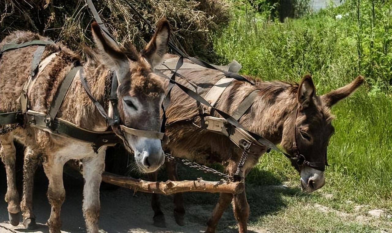 赵光义亲临战场,结果受伤中箭,乘驴车仓惶逃离,30万宋军回到开封的不