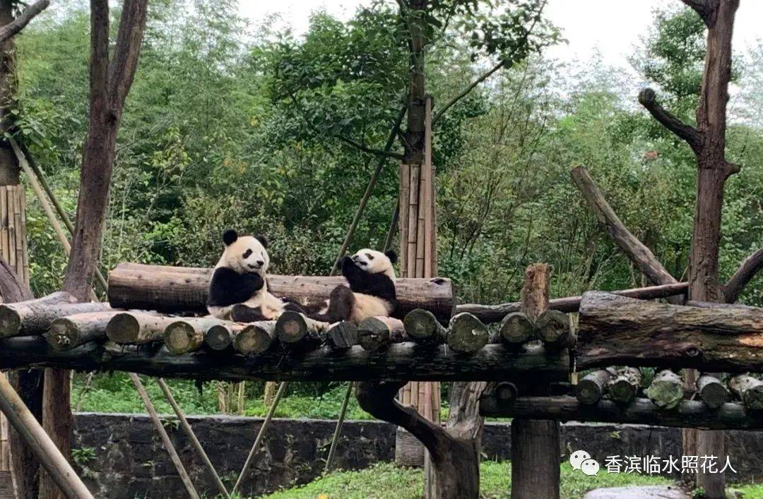 《遊——》】周珈朵《遊長春東北虎林園》九_熊貓_方法_動物