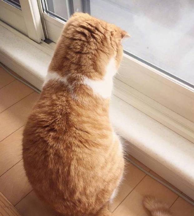 一只背影非常漂亮的橘猫,圆润可爱,网友:好想亲一口!_猫咪_时间_窗台