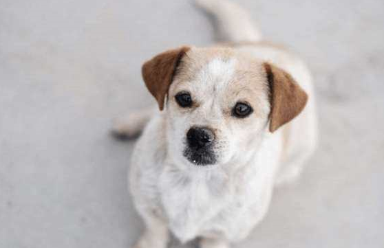 现在我发现这只狗狗还是挺可爱的,于是我给它绑了一个小铃铛,这样我