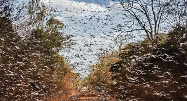 巴基斯坦蝗虫成灾,农业部长笑嘻嘻称没威胁,让大家做咖喱多吃点_视频