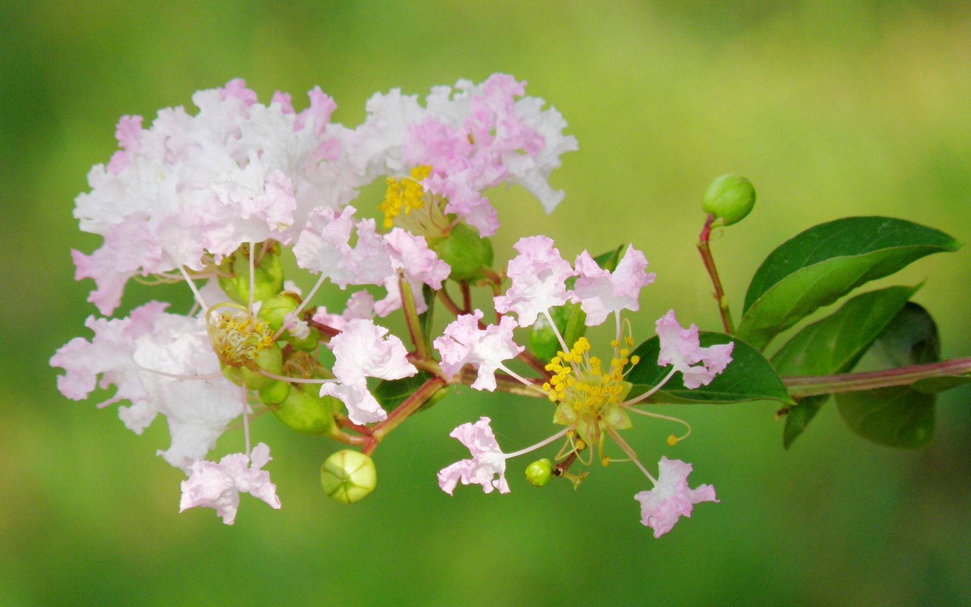 未来七天,三星座运势锦上添花,发展机遇多多,添喜又添财_好运_机会