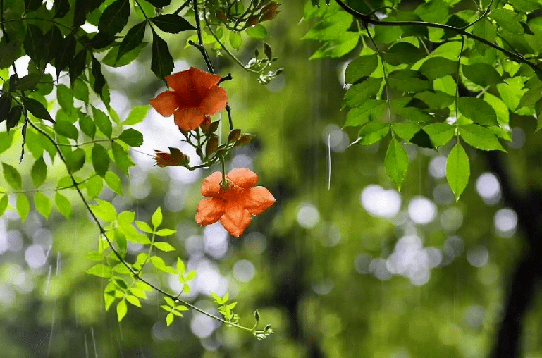 【诗词鉴赏】关于描写春末夏初雨的诗句,为生活增添诗情画意!