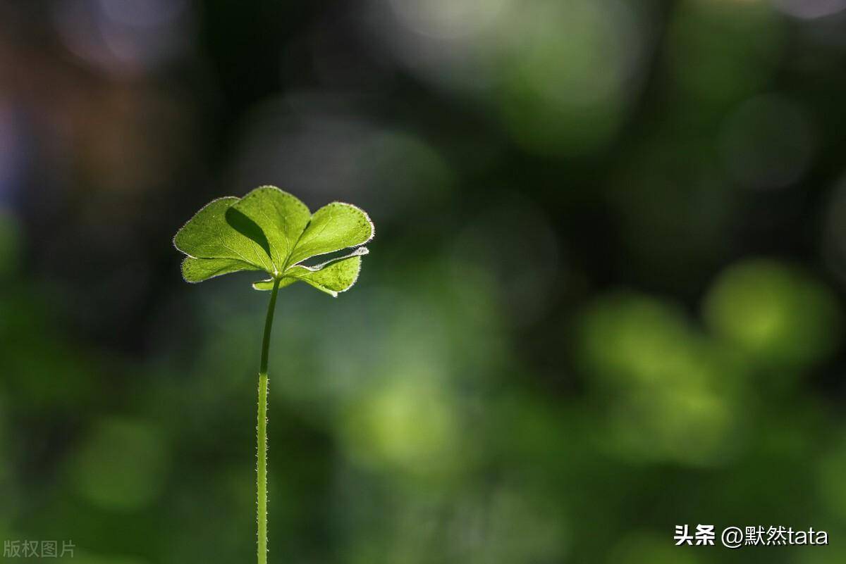 大妈再婚要6万彩礼,婚后立下三条规矩,大叔怒怼:这