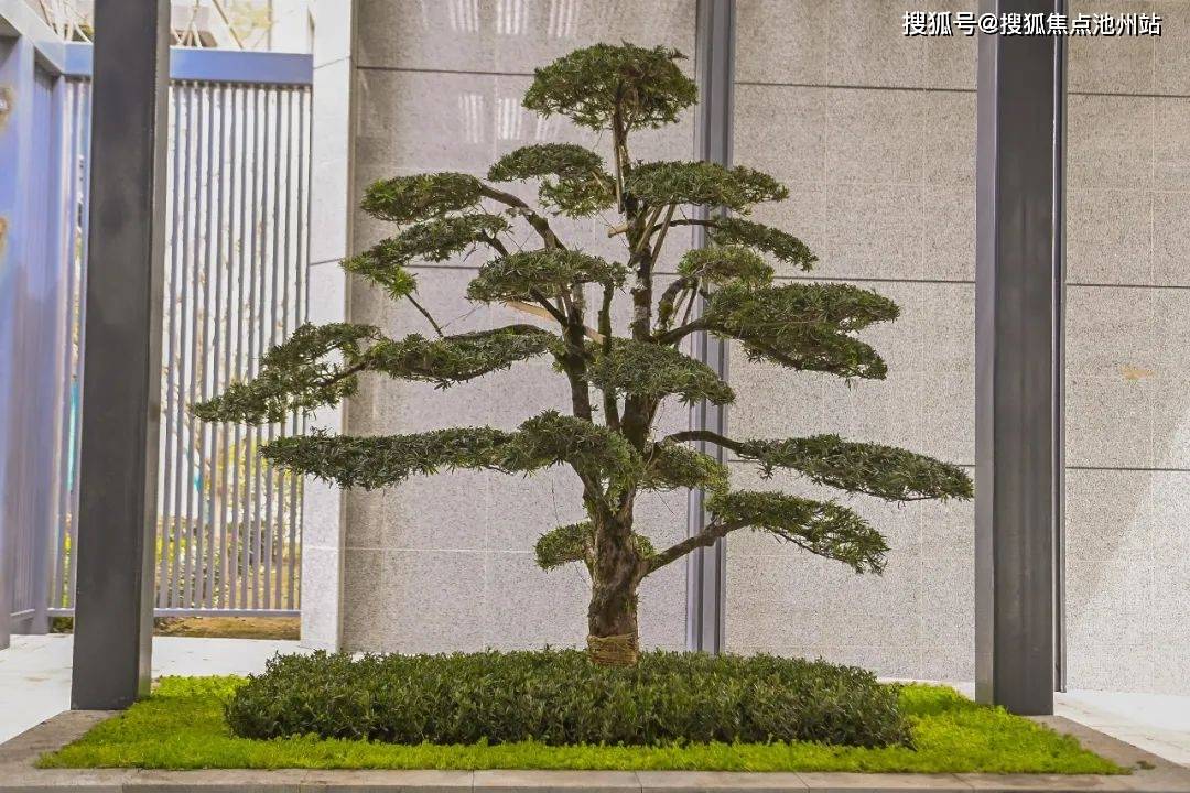 紫荆,小叶栀子,紫薇等绿植营造多元花境,同时搭配乌桕,银杏,紫叶李