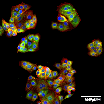 绿色:α-微管蛋白,红色:f-肌动蛋白(鬼笔环肽,蓝色:细胞核(dapi.