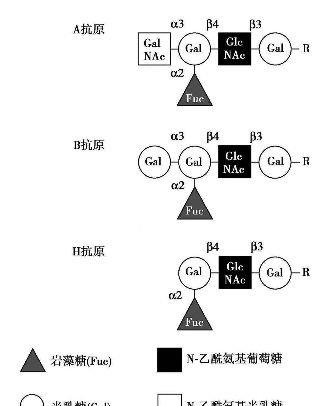 孟买型血型图片