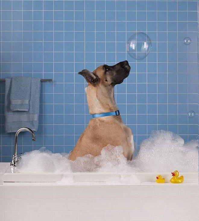 狗狗真的需要每天都洗澡吗？小心把狗洗出病来