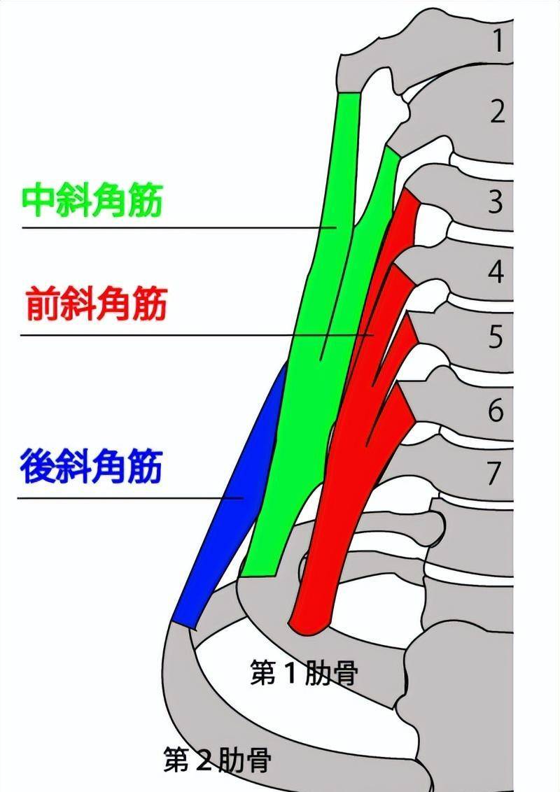 前斜角肌图片图片