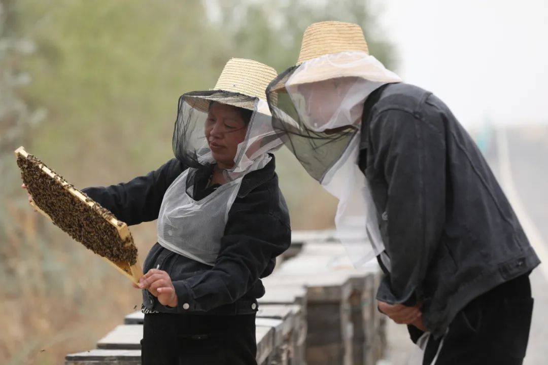 新疆且末縣逾10萬畝大芸絢爛綻放_授粉_種植_蜜蜂