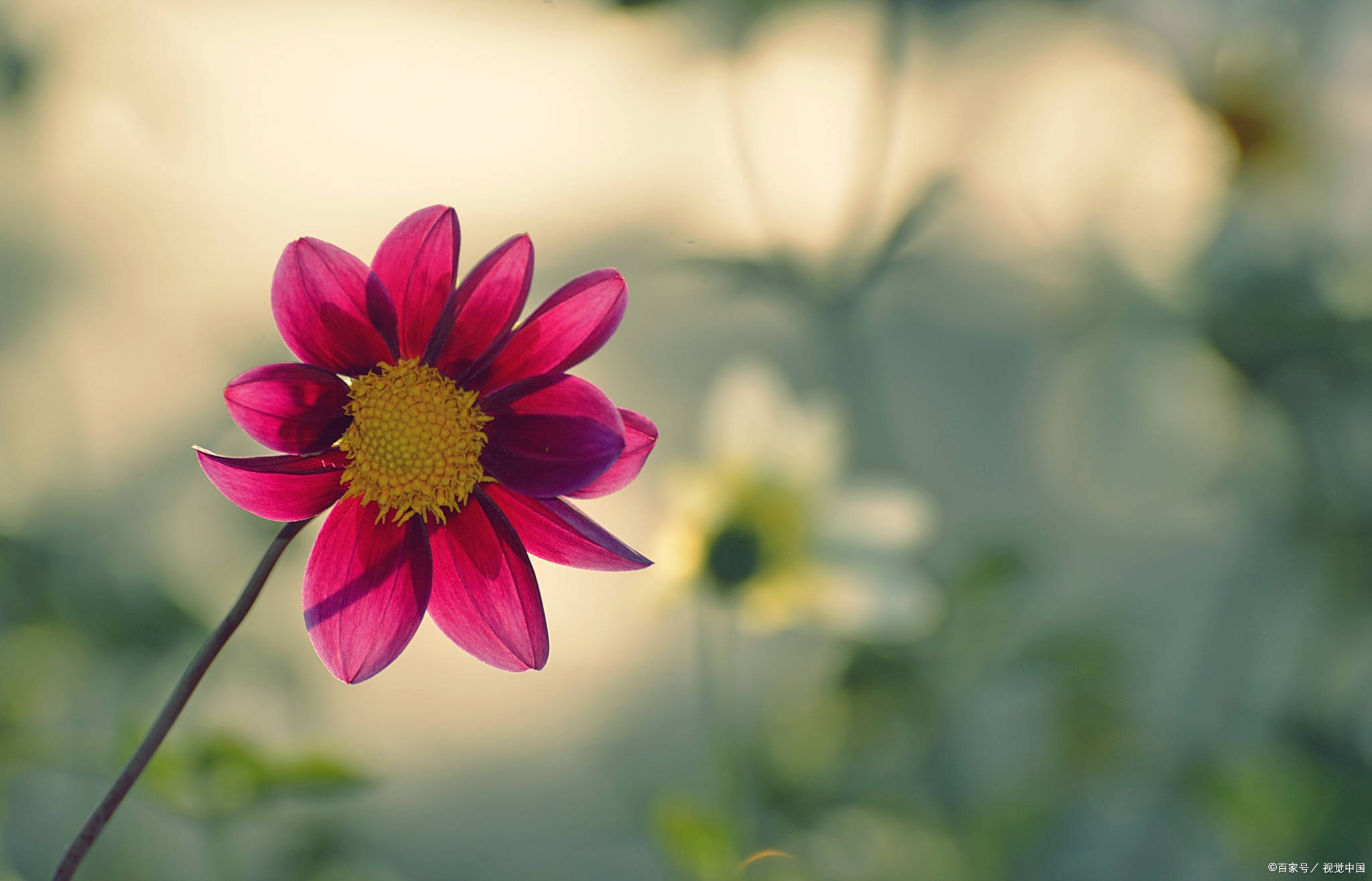 朋友圈曬花的唯美文案_花跟心情很配的句子_生命_花兒_生活