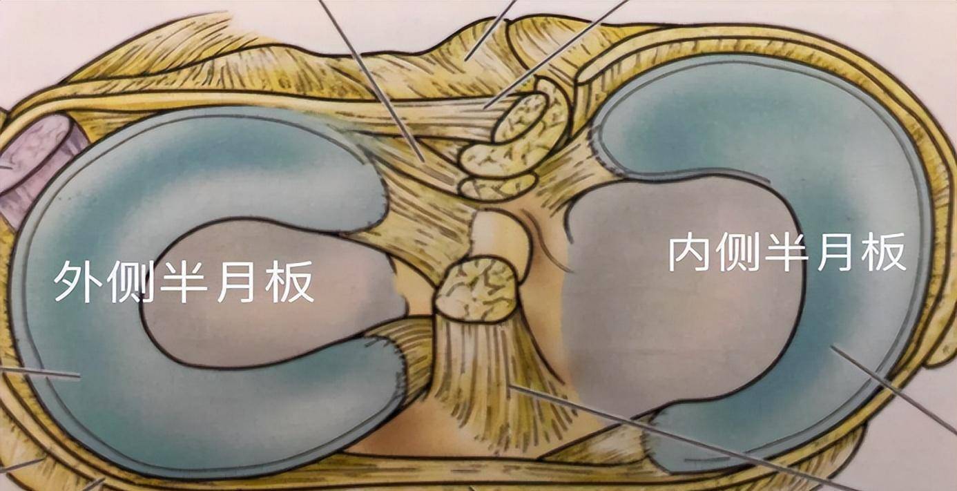 半月板后角的位置图图片