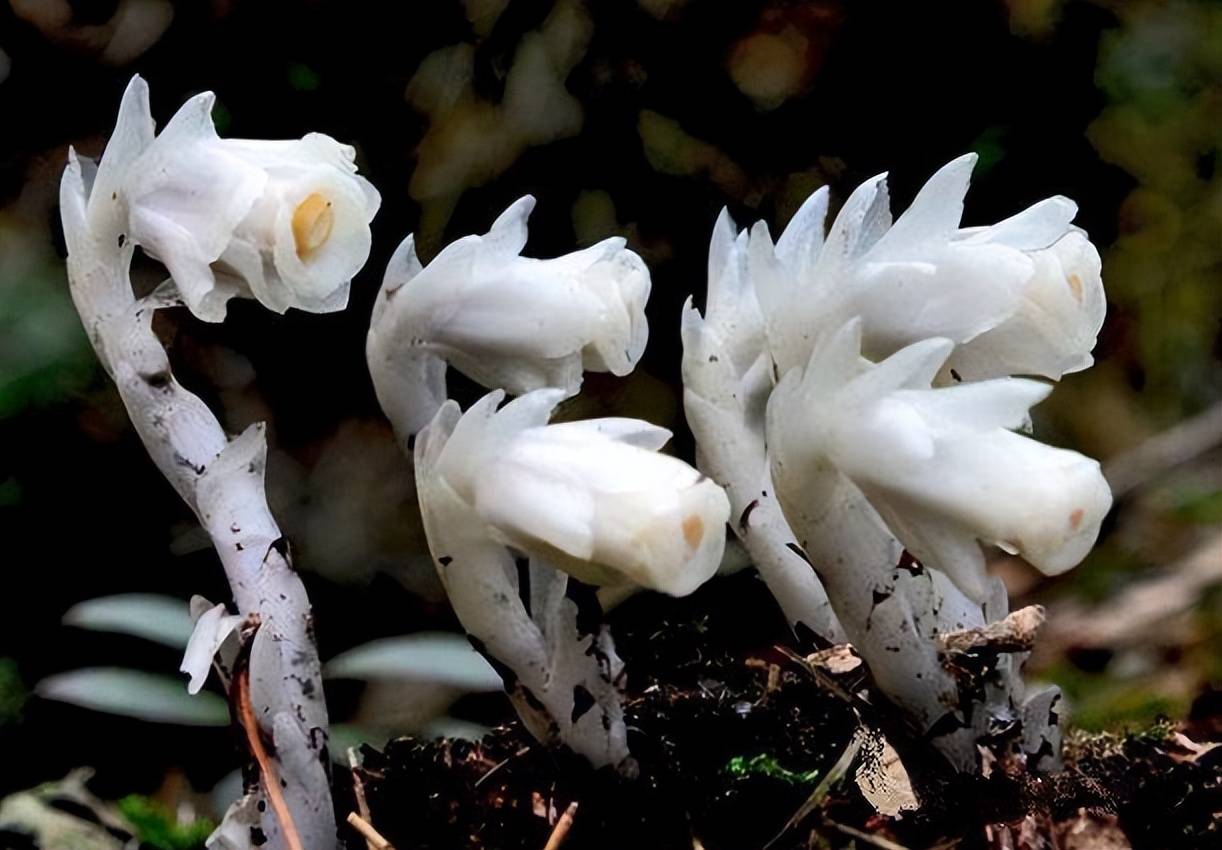 柳州发现罕见植物"幽灵草",无枝无叶无根,通体洁白没有绿色_水晶_是一