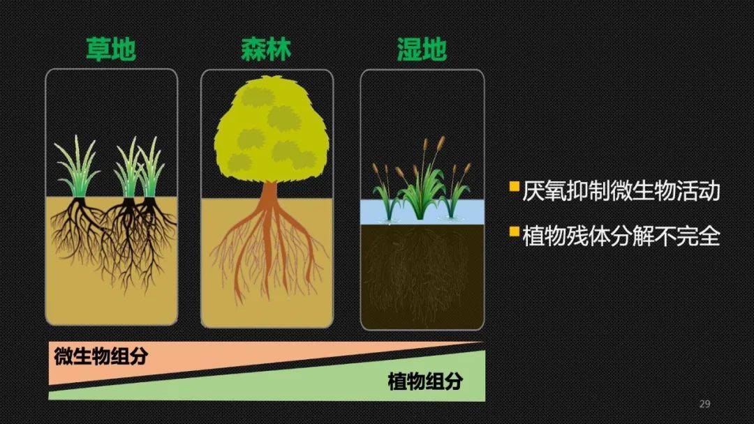 【cc讲坛】冯晓娟:土壤碳封存—我们脚下的碳中和方案_生物_木质素