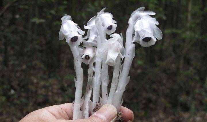 柳州发现罕见植物"幽灵草",无枝无叶无根,通体洁白