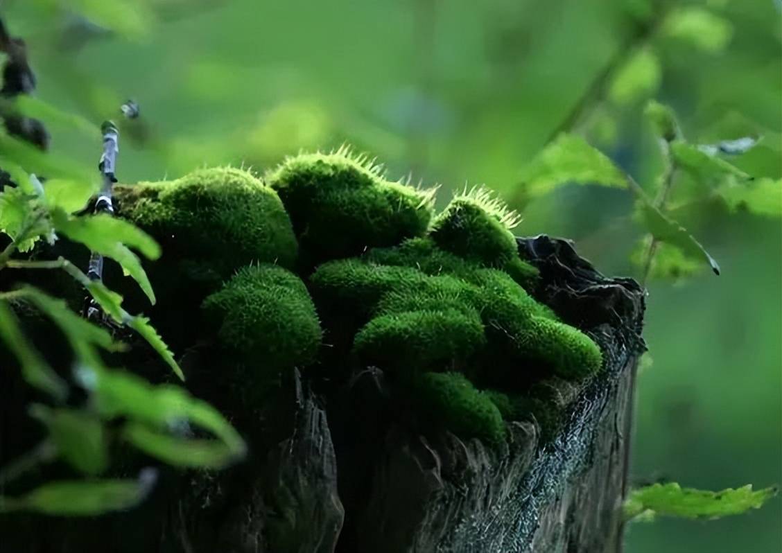 青州写生基地青苔小院图片