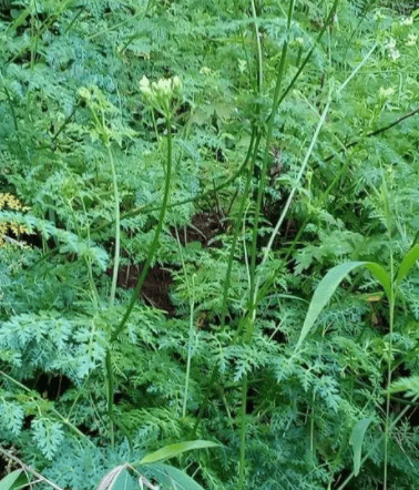 俗称"福参",山上不常见,遇见是你福气,抓紧挖回家,全家受益_老三_老大