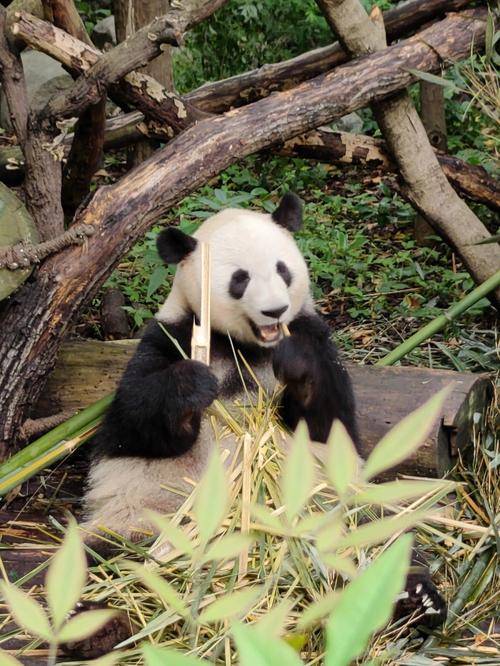熊猫良滨过了一个高兴的母亲节_大熊猫_保护_小熊猫