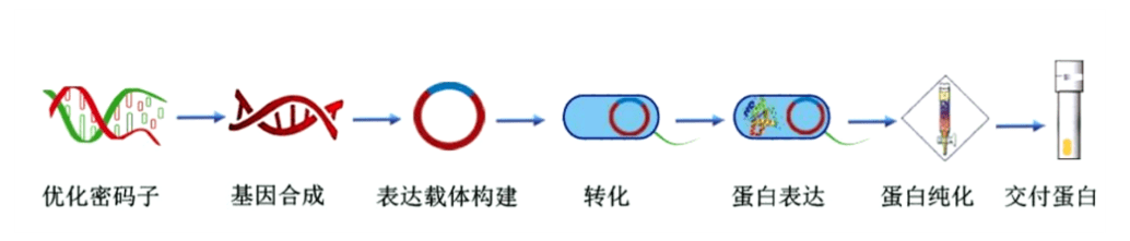 一文读懂原核蛋白表达_系统_载体_基因