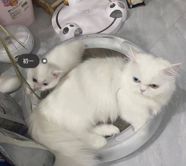 赵露思领养流浪狗,聊天记录曝光:本人没明星架子善良有爱心_小狗_狗狗