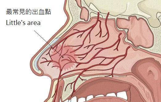 小兒推拿來幫忙_鼻腔_血管_鼻粘膜