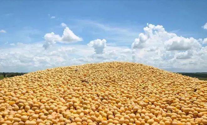 九三大豆:初心不改 "豆"志昂扬_示范_生产_中国