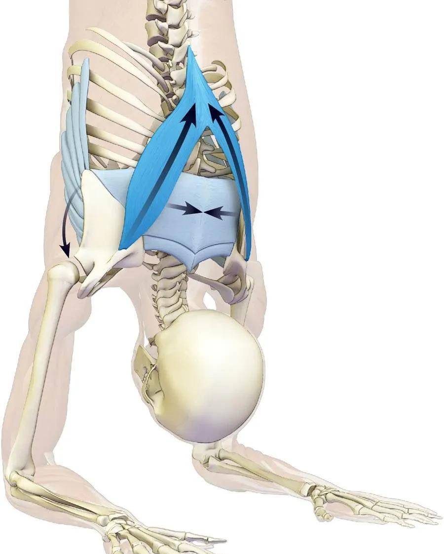 瑜伽解剖体式-孔雀起舞式