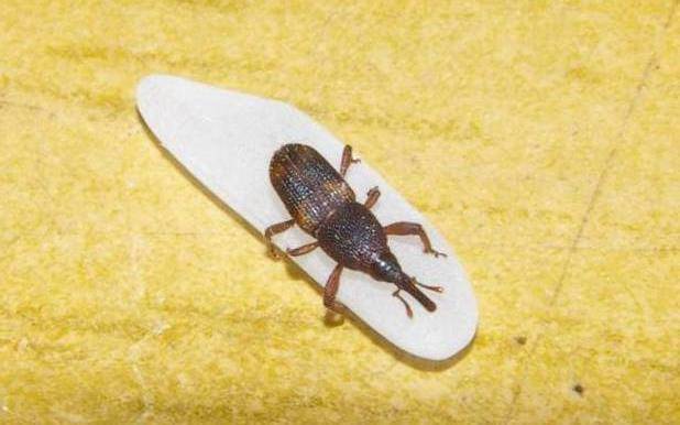 铁嘴子:米象甲幼虫生活在腐烂的树干上.