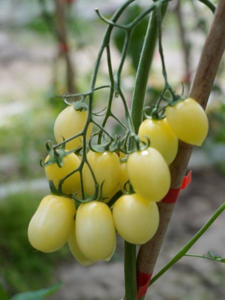 集齐七彩小番茄,就能……_甜度_白妃_蔬果