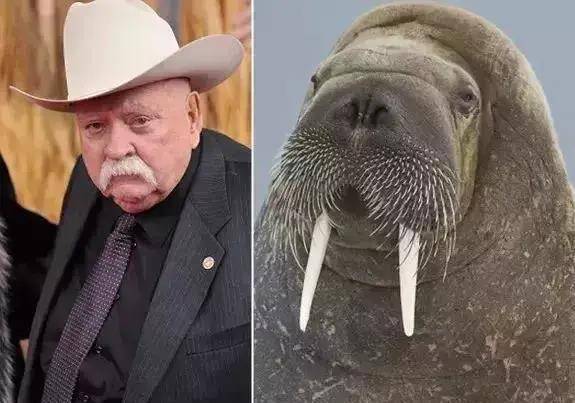 好好地跟一个表情包撞脸了柴犬宝宝拽起来要