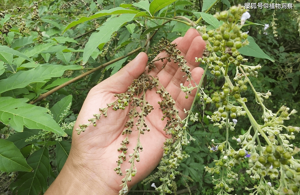 "黄荆条下出好人",你认识黄荆吗?了解一下,孩子调皮用得上!