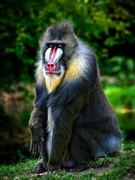 但是动物园里蓝脸的狒狒,与《述异记》中的形似猴子,独腿,爱吃螃蟹