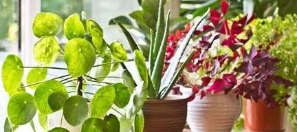 原创            照顾室内盆栽绿植注意这几点，避免植物黄叶和烂根-室内盆栽植物养护方法图片