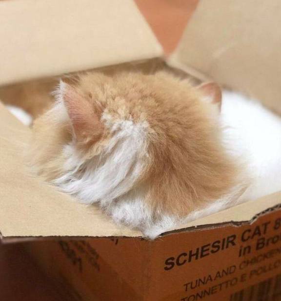两只猫咪争夺箱子，还是这箱子里睡的惬意！
