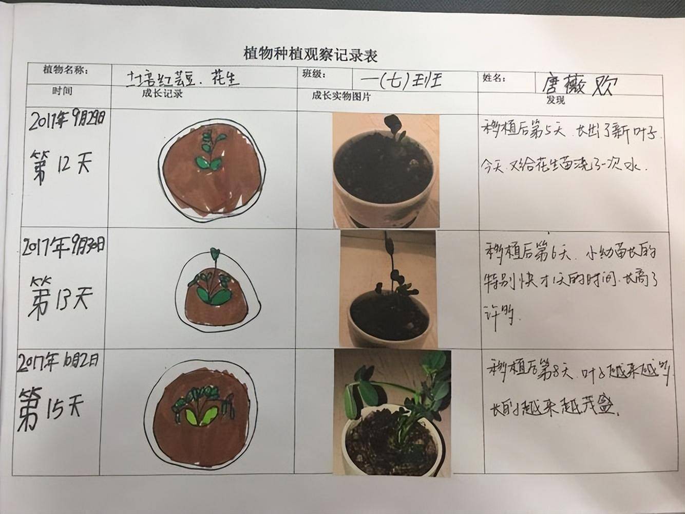 数码相机在小学科学课堂上的应用,意义及效果_实验_进行_植物